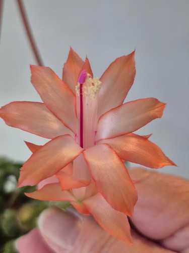Orange crush - orange,