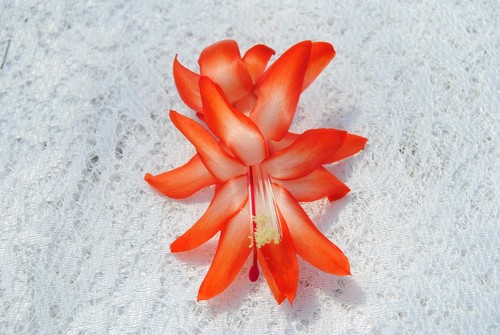 Christmas cactus starter plant - christmas,